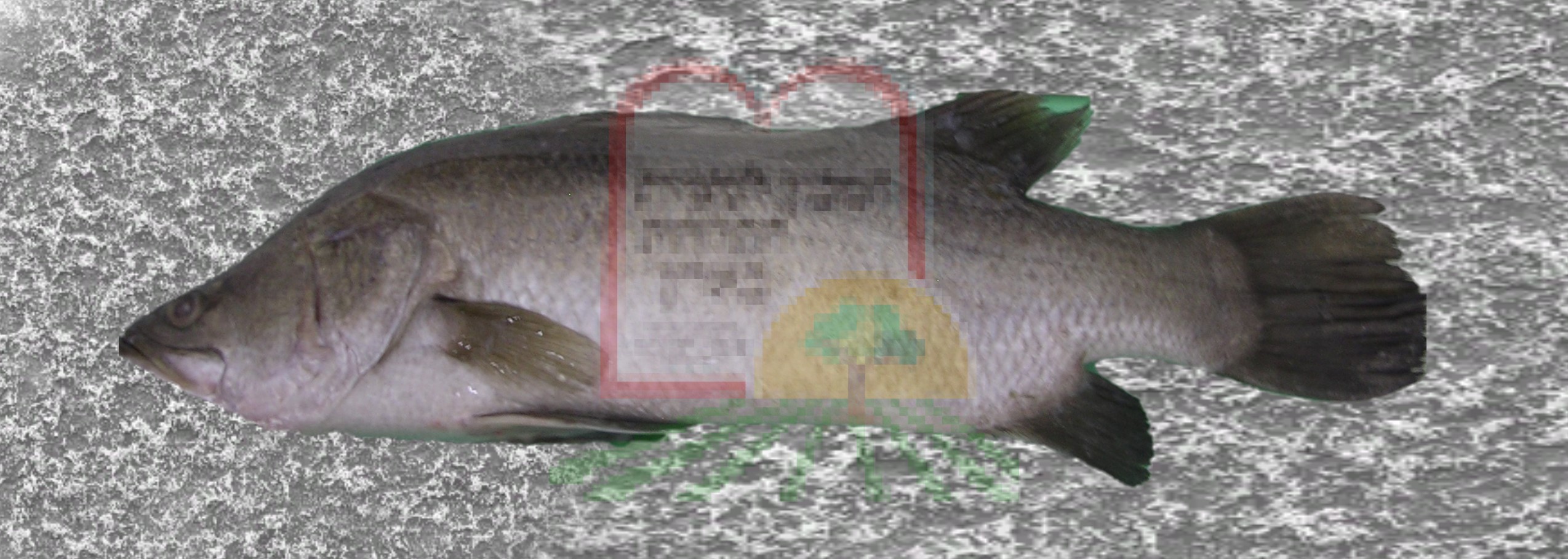 דג ברמונדי מבריכות גידול