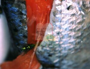  זבוב ירוק על בשר דג סלמון