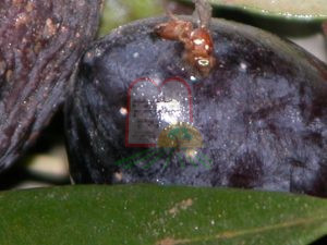 1. זבוב הזית בזמן עקיצה
