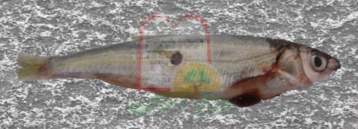 סרדין טבריה, במרכז הדג טפיל לרניאה תקוע בדג