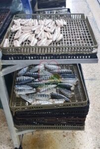 דג מקרל לתעשיית השימורים במרוקו, המוצר הסופי הוא פילה הדג המוכנס לשימורים