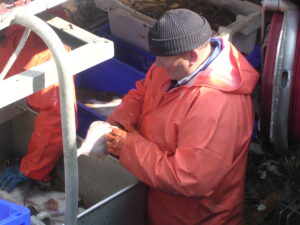  דייג מוציא מהרשת דג פלייס מספינת דייג יומי בדנמרק