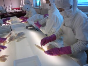 בדיקת דג יילופין סול על שולחן אור במפעל בסין