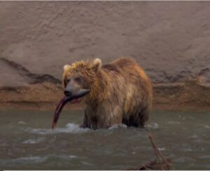 בשפכי הנחלים אורבים לדגים אויבים וביניהם הדובים