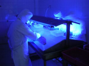 בדיקת דג סלמון תחת אור כחול