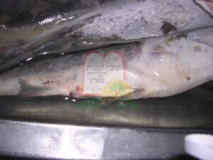 כינת הסלמון על דג שמקורו בים ביפן
