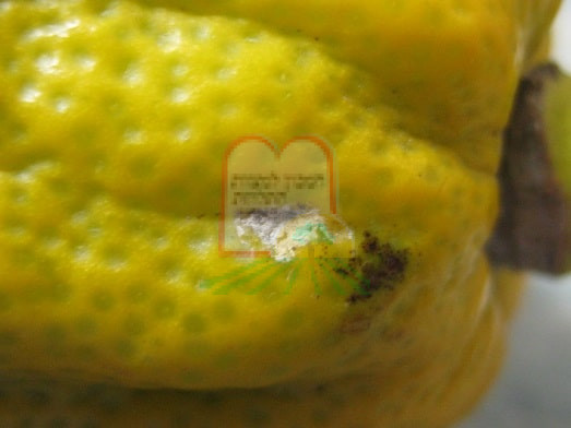 נזק של כנימה קמחית באתרוג בתמונה הקטנה נזק של כנימה קמחית בפפאיה