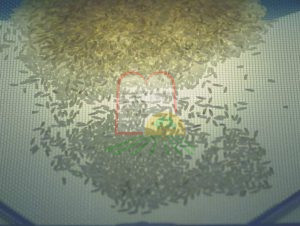 אורז בבדיקה על גבי רשת המונחת על מיתקן עם אורה