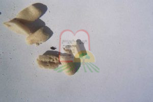 חיפושית וזחל בבוטנים קלופים, ניתן להבחין בפירורים שייצרו החרקים
