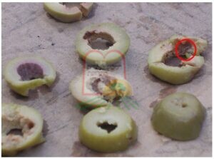 חלקי רימות שנותרו בתוך הזית לאחר חיתוכו לטבעות 