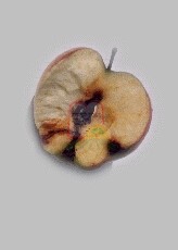 נזק של עשפרי התפוח