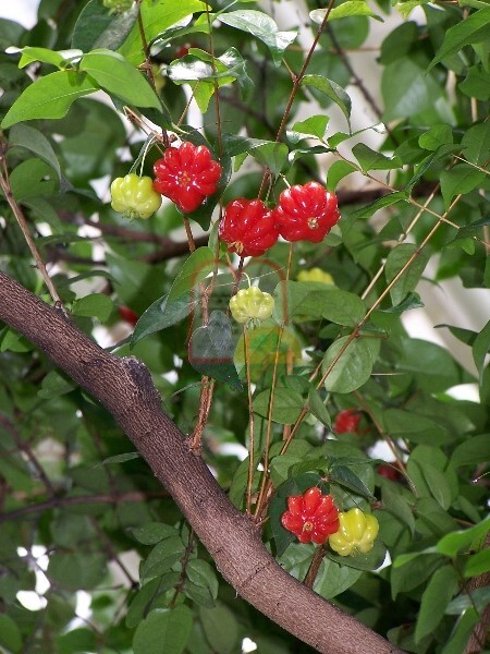 פירות פיטנגו בעודם מחוברים לעץ