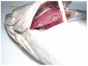 תולעים לבנות בזימי ראש דג האמור