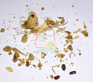 חיפושיות הטבק בג'ינג'ר (זנגביל)