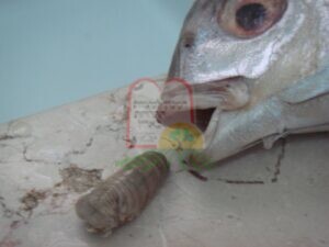 טפיל על לשון הדג בפארידה מרוקו
