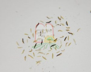 בעשרה קלחי תירס נמצאו 67 חרקים