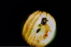 חיפושית בתוך גרגר כוסברה - בהגדלה תחת מיקרוסקופ