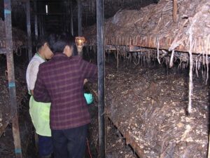 תהליך זריעה ידנית של הפטריות בסין