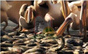 האכלה יזומה של שקנאים בדגים כדי שלא יאכלו את הדגים בברכות