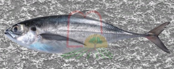 דג טרכון - הורס מקרל