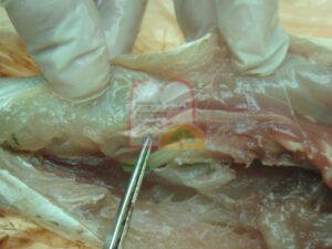 תולעי אניסאקיס בדפנות בטן דג המקרוני מאריתראה