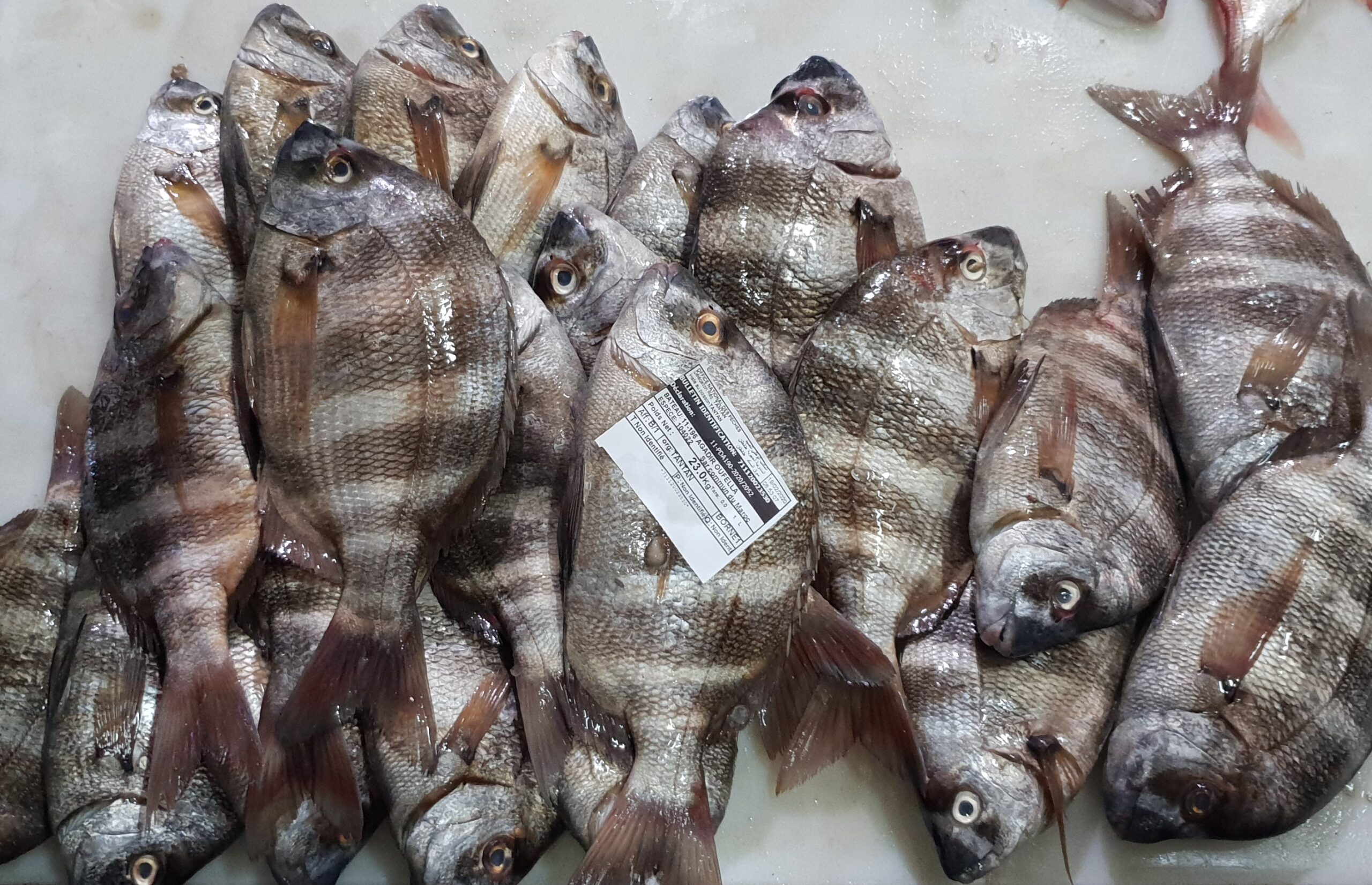 דגי סרגוס עומדים למכירה בשוק הדגים בטאן טאן מרוקו