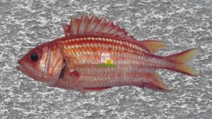 ברקן/סנאי/ Red soldier fish - המכון למצוות התלויות בארץ