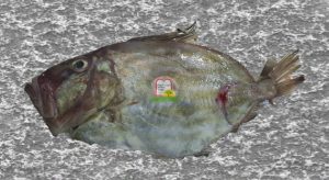 ג'ון דורי/מוריגן הכתם/John Dory/Saint piarre - המכון למצוות התלויות בארץ
