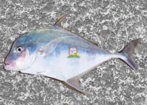דבשתן/הגמל/בן גוריון/Alexandria pompano - המכון למצוות התלויות בארץ