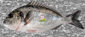 דניס/צ'יפורה/ספרוס זהוב/ Gilt-head sea bream - המכון למצוות התלויות בארץ