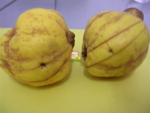 חבוש - המכון למצוות התלויות בארץ