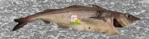 האדוק/חמור ים/ Haddock - המכון למצוות התלויות בארץ