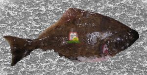 הליבוט/לשונון/ halibut - המכון למצוות התלויות בארץ