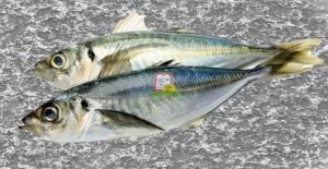 הרינג/ herrings/ Clupea - המכון למצוות התלויות בארץ