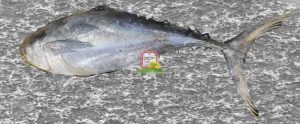 טונה/Tuna - המכון למצוות התלויות בארץ