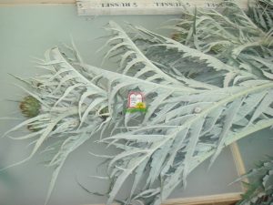 חרשוף - המכון למצוות התלויות בארץ