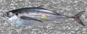 טרכון/מקרל סוסים/Trachurus/ Jack mackerels/Horse mackerel - המכון למצוות התלויות בארץ