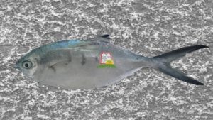 כחלון/עטעות/ Derbio, pompano - המכון למצוות התלויות בארץ