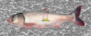 כסיף [שפל עין]/ silver carp - המכון למצוות התלויות בארץ