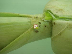 כרתי / כרישה / לוף - המכון למצוות התלויות בארץ