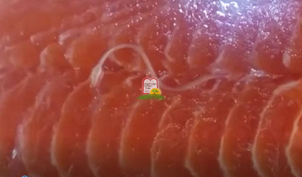 סלמון/אילתית/גרבושה/אילתית כסופה/ Coho Salmon/Salmon - המכון למצוות התלויות בארץ