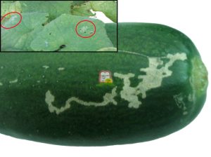 מלפפון - המכון למצוות התלויות בארץ