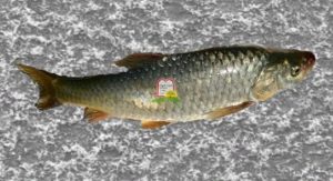 קשרי/בינית גדולת קשקשים/ברבוס/ Large scale barbale - המכון למצוות התלויות בארץ