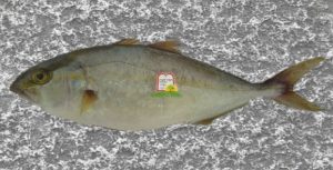 שולה/אינטיאס/אריצ'ולה/סריול אטלנטי/ AmberJack - המכון למצוות התלויות בארץ