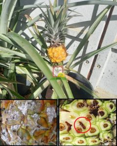 אננס - המכון למצוות התלויות בארץ