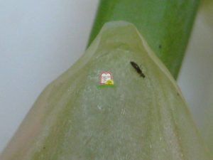 בצל ירוק - המכון למצוות התלויות בארץ