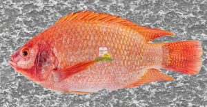 אדמונית/Red Tilapia - המכון למצוות התלויות בארץ