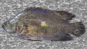 אמנון/מושט/Tilapia - המכון למצוות התלויות בארץ