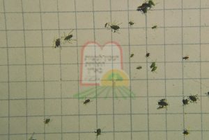 המכון למצוות התלויות בארץ