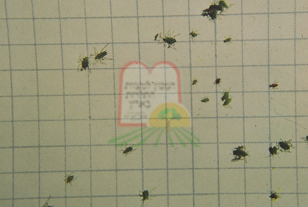 המכון למצוות התלויות בארץ